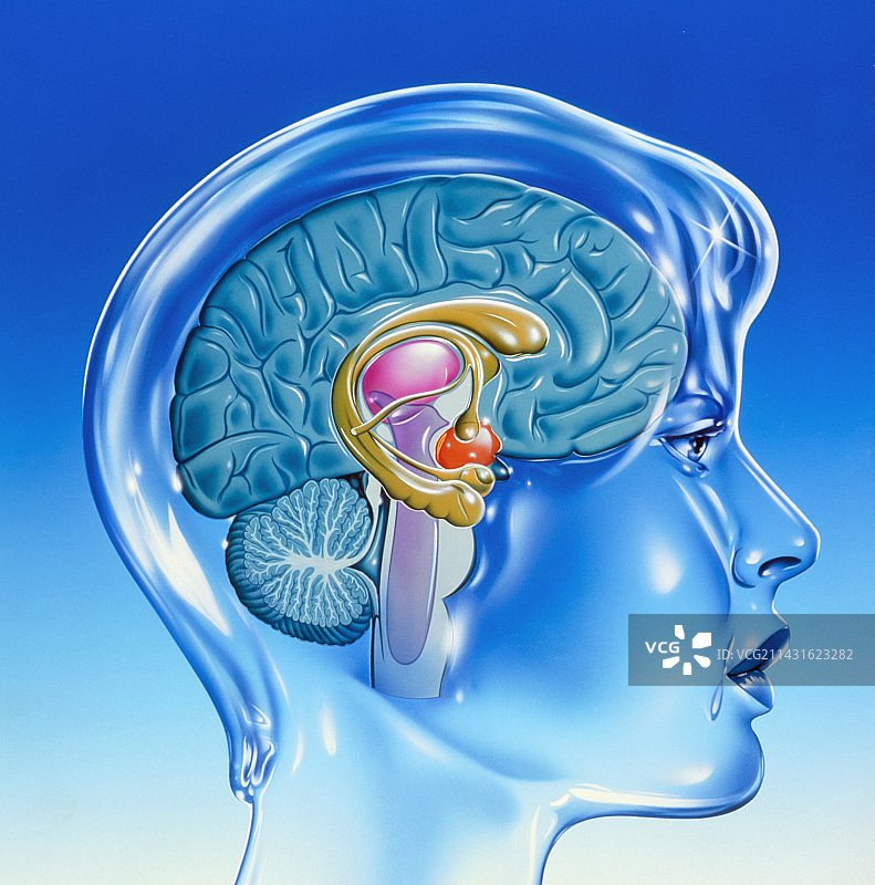 人脑边缘系统绘画作品图片素材