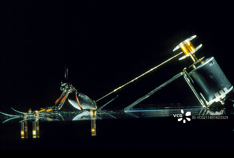 被绑缚以产丝的金色圆珠蜘蛛图片素材