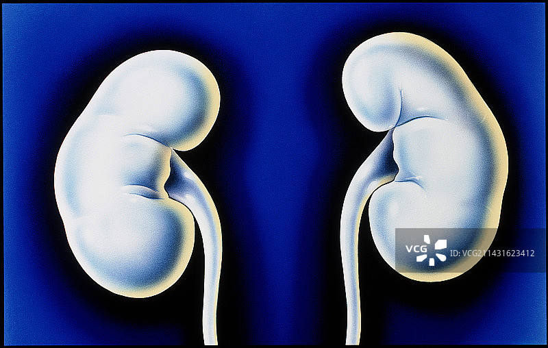 人类肾脏和输尿管图片素材