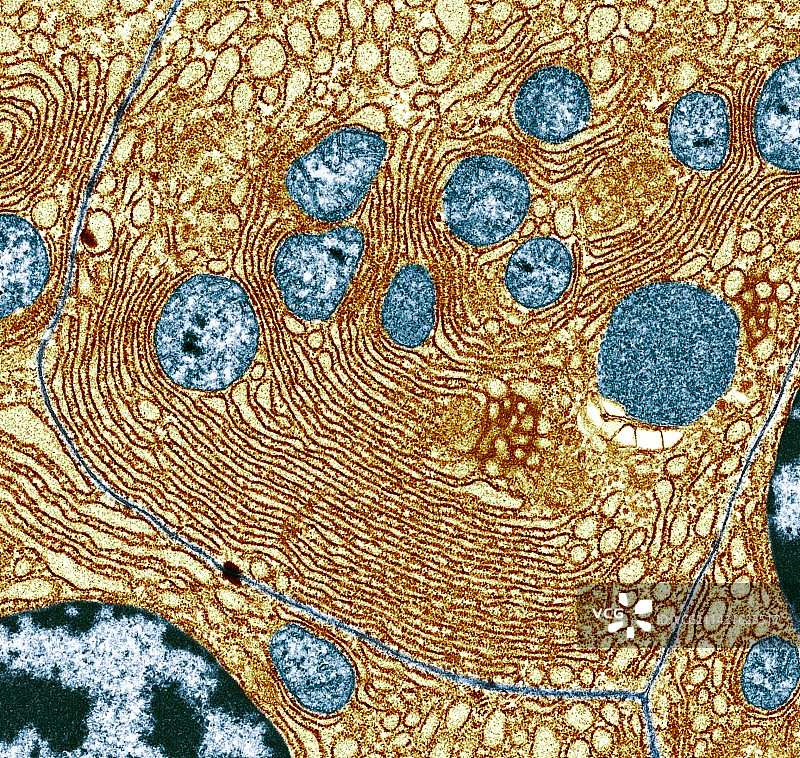 胰腺细胞透射电镜图图片素材