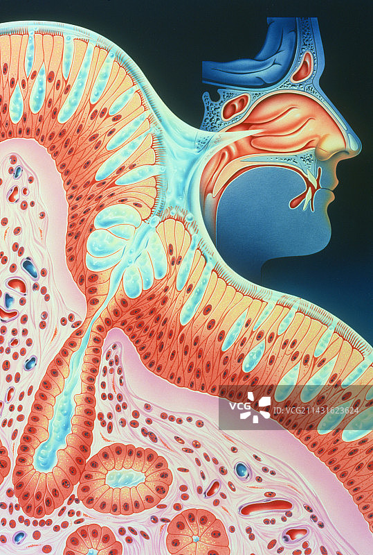 鼻子和鼻粘膜插画图片素材