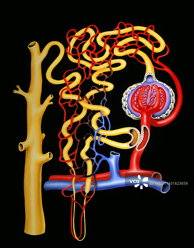 人类肾脏中的肾单位插画图片素材