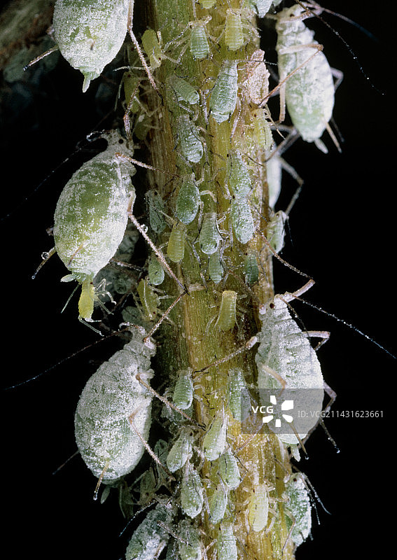 北美羽扇豆茎图片素材
