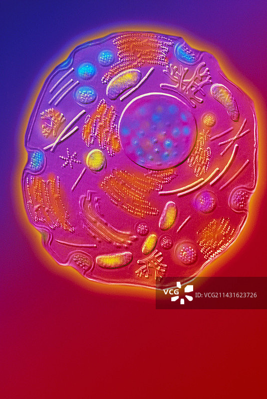 动物细胞结构计算机图图片素材
