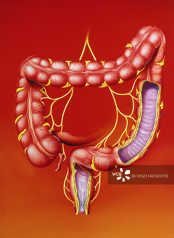 人类大肠（结肠）的艺术作品图片素材