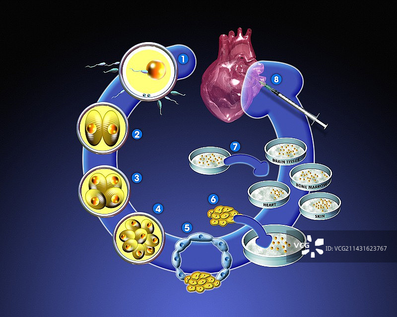 干细胞研究图片素材