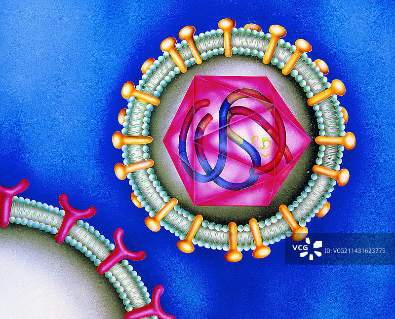 导致艾滋病的HIV-1病毒插画图片素材