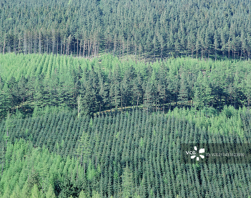 坎布里亚郡的针叶树种植园图片素材