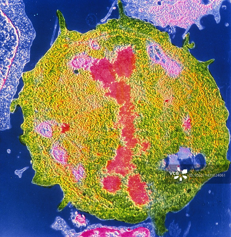 有丝分裂淋巴细胞的伪彩色透射电镜图像图片素材
