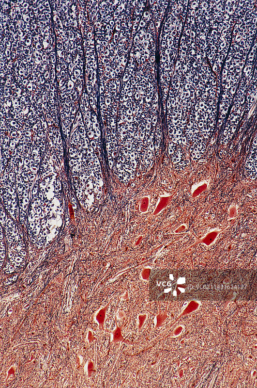人类脊髓的显微照片图片素材