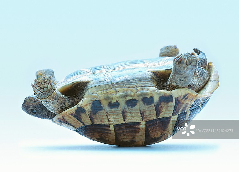 倒置的乌龟图片素材