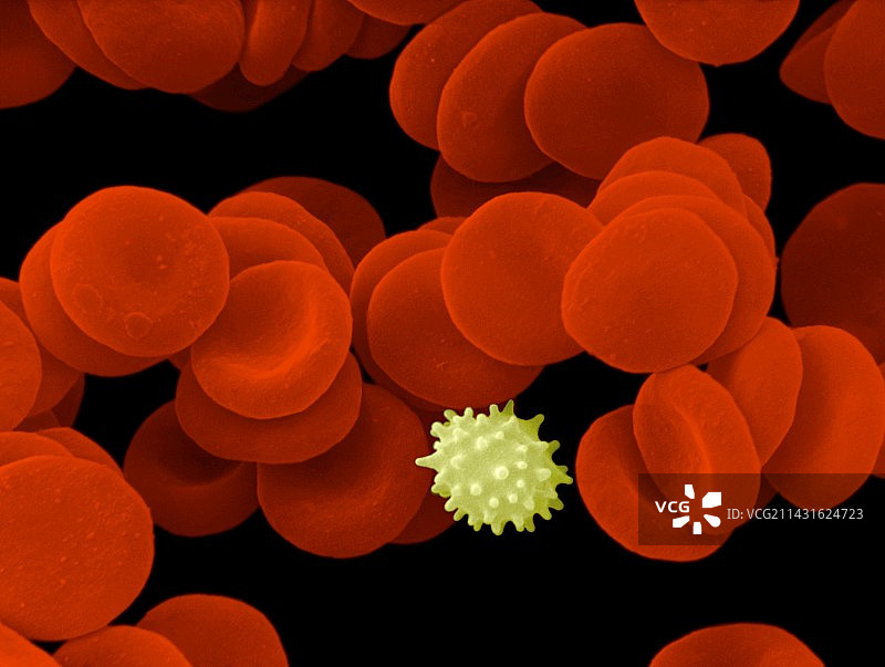 红白血细胞图片素材