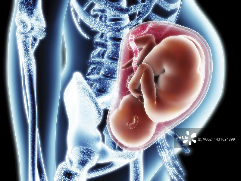 足月胎儿计算机艺术作品图片素材