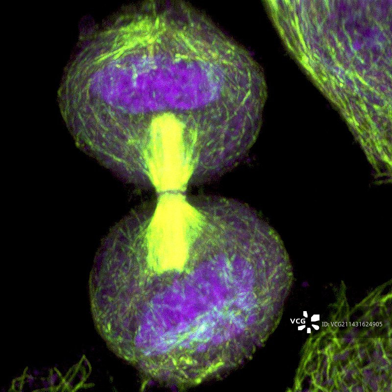 海拉细胞分裂，光学显微照片图片素材