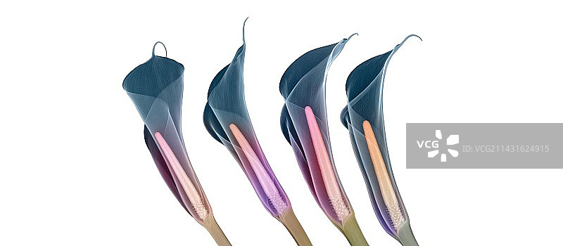 马蹄莲的X光片图片素材