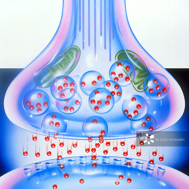 神经突触图片素材