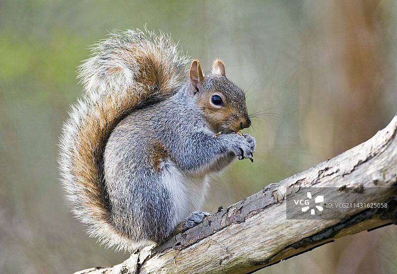 灰色松鼠觅食图片素材