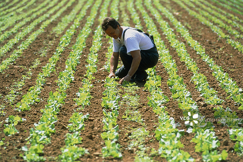 农民照料有机生菜（莴苣属）图片素材