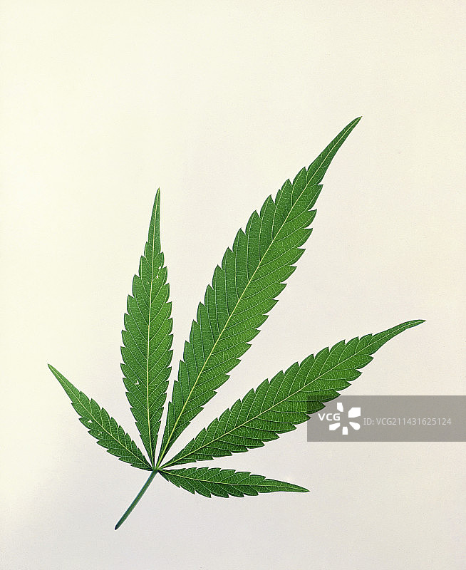 大麻叶图片素材