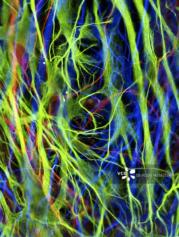 干细胞衍生的星形胶质脑细胞图片素材