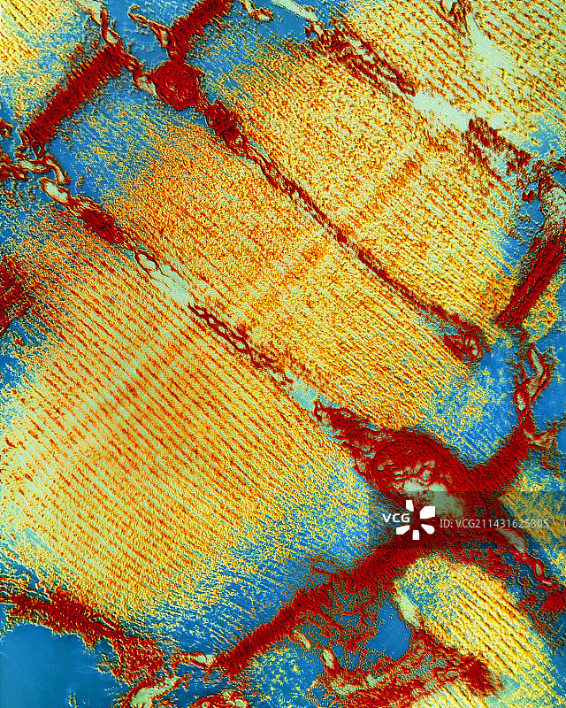 骨骼肌的彩色透射电子显微镜图像图片素材