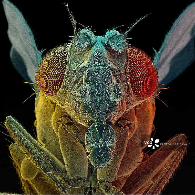 果蝇，扫描电子显微镜图片素材