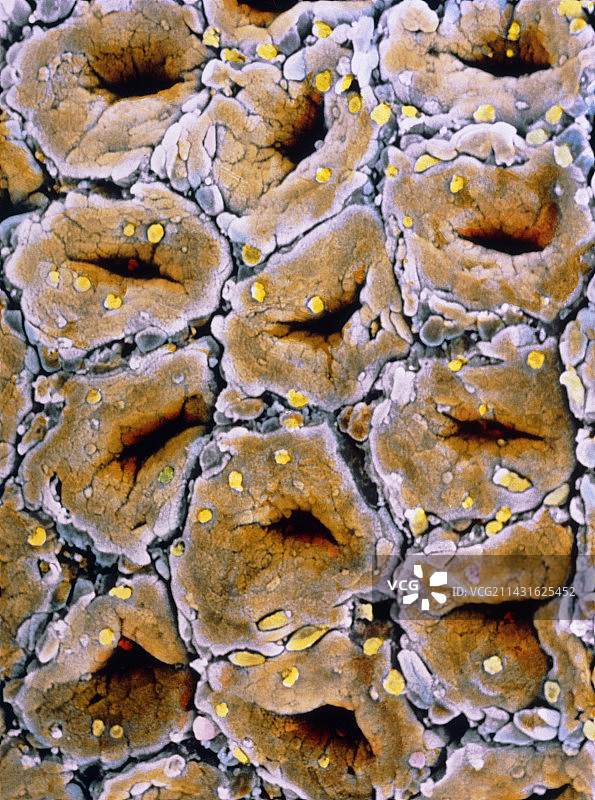 结肠腺黏膜的彩色扫描电镜图像图片素材