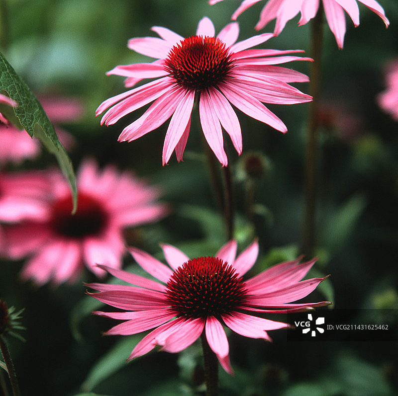 紫色紫锥花图片素材