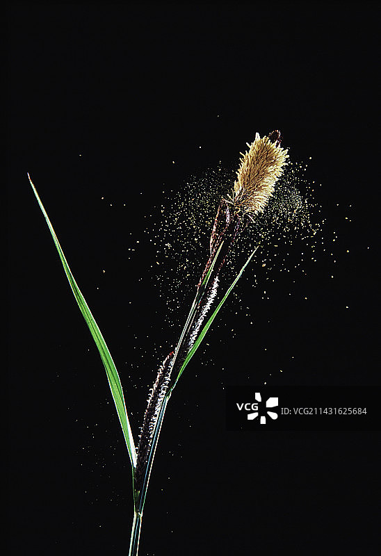 花粉传播图片素材