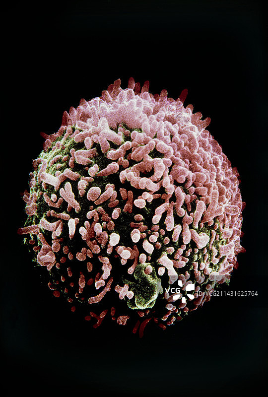 杂交瘤细胞伪彩色SEM图片素材