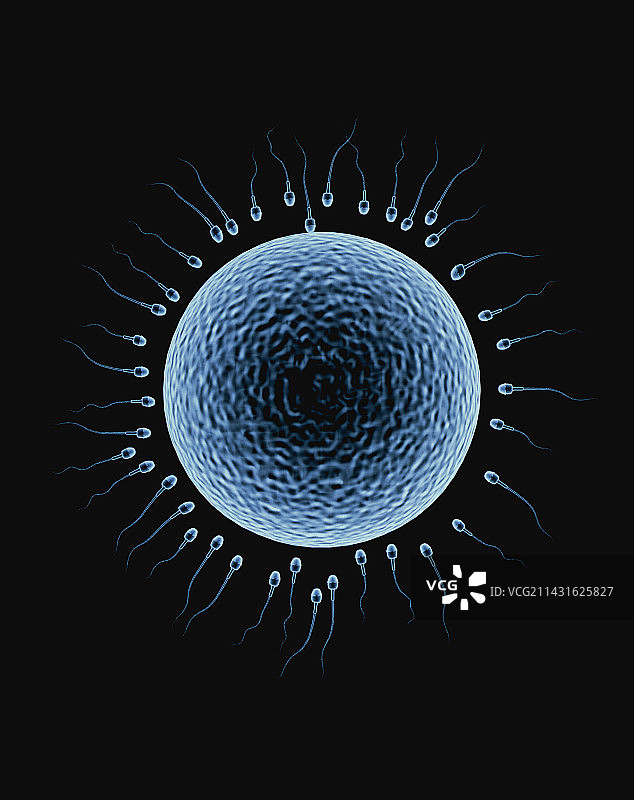 受精图片素材