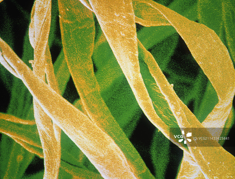 棉纤维的伪彩色扫描电镜图图片素材