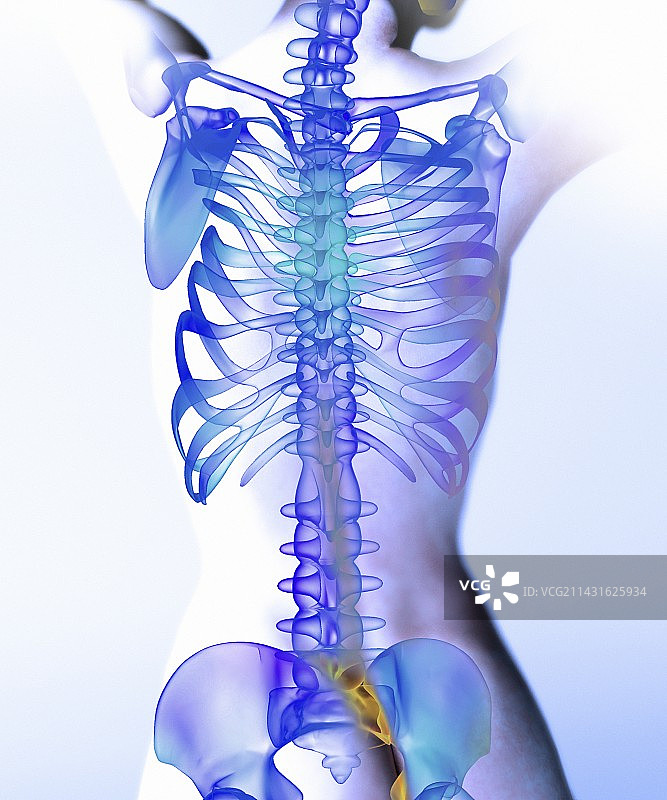 脊椎电脑艺术作品图片素材