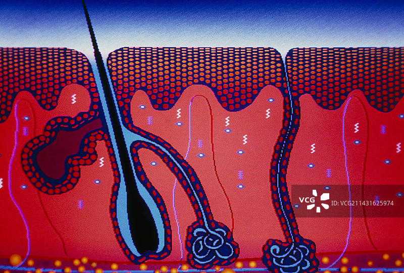 人体皮肤截面插画图片素材