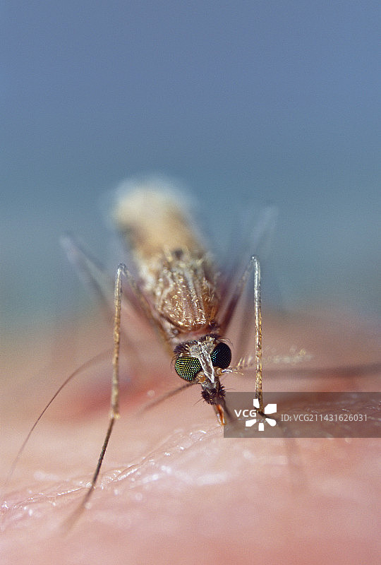 喂蚊子图片素材