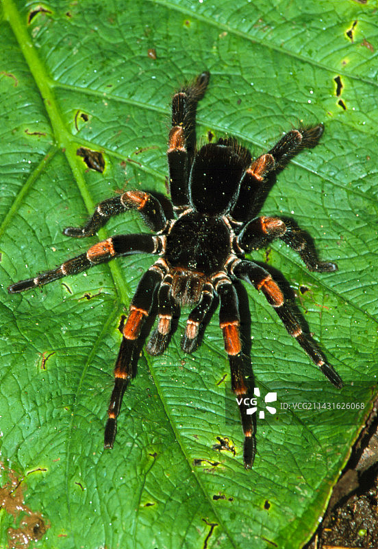 叶子上行走的红膝狼蛛图片素材