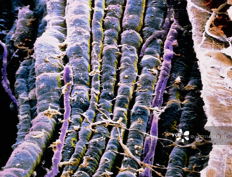 运动神经纤维束的假彩色扫描电镜图片素材