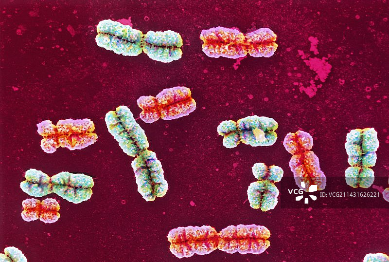 彩色扫描电镜下的人类染色体组图片素材