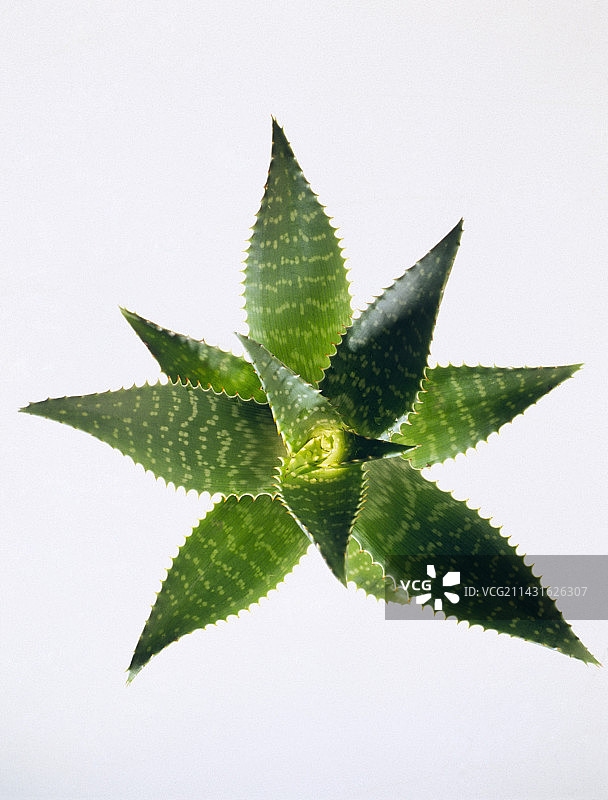 芦荟植物图片素材
