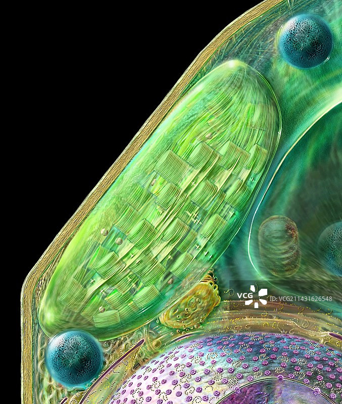 叶绿体图片素材