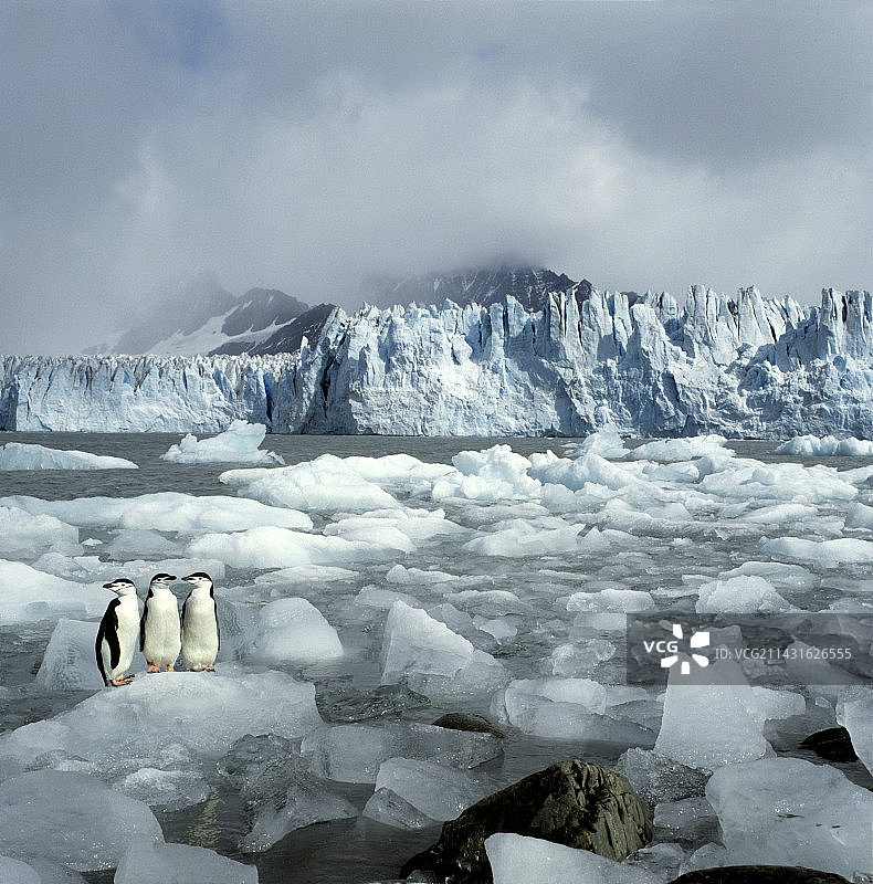 帽带企鹅图片素材