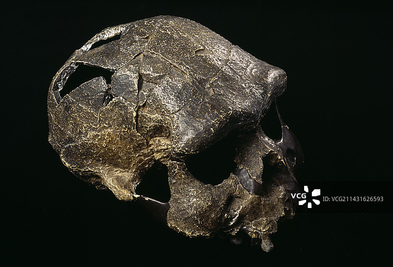 Java人头骨图片素材