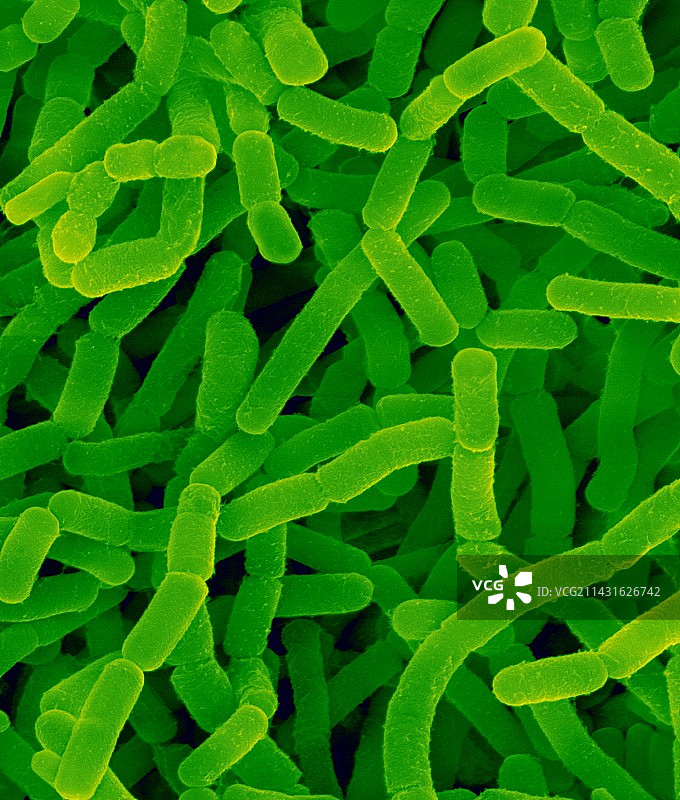 诺卡氏菌革兰氏阳性杆状原核生物扫描电镜图片素材