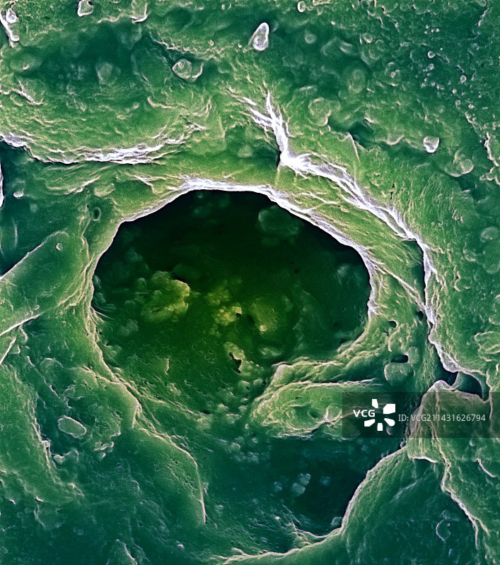 汗孔扫描电镜图图片素材