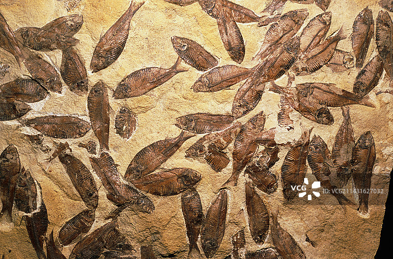 鱼类化石图片素材