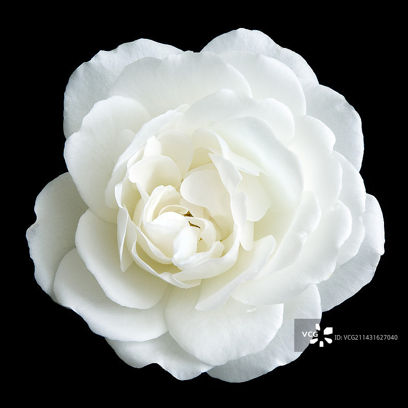 玫瑰花（玫瑰属）图片素材