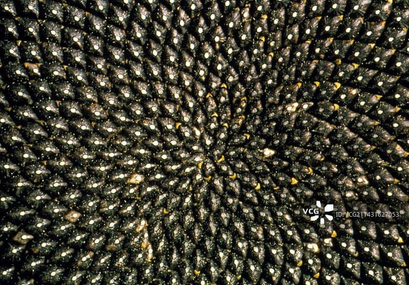 向日葵种子头图案图片素材