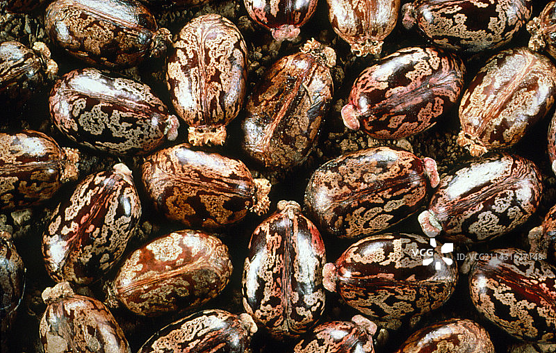 蓖麻籽图片素材