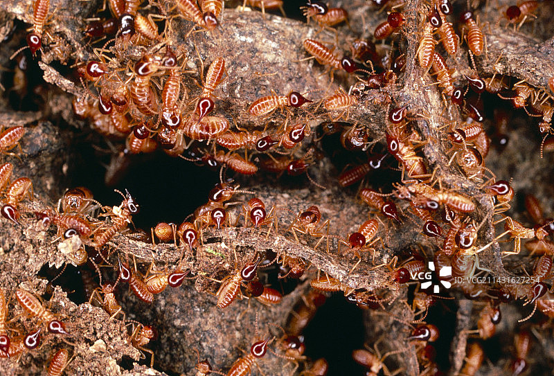 厄瓜多尔的白蚁图片素材