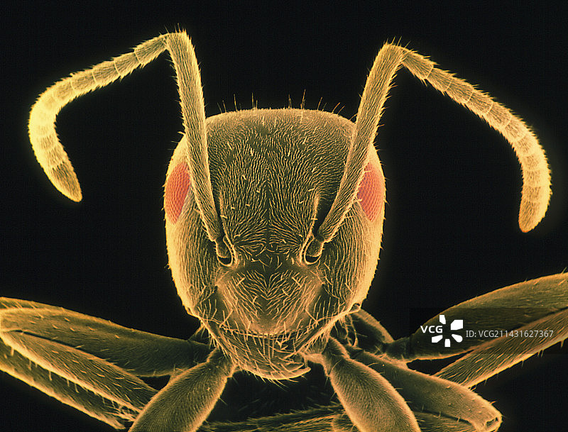 黑蚂蚁头部特写图片素材